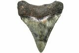 Juvenile Megalodon Tooth - South Carolina #213053-1